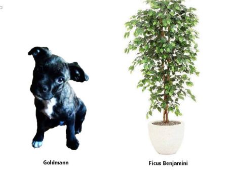goldi und ficus